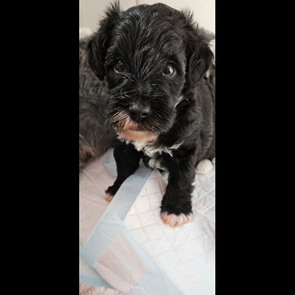 Schnoodle - Both