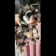 Schnoodle - Both