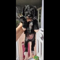 Schnoodle - Both