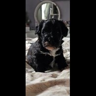 Schnoodle - Both