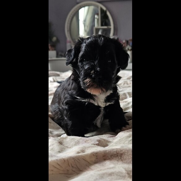 Schnoodle - Both