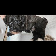 Schnoodle - Both