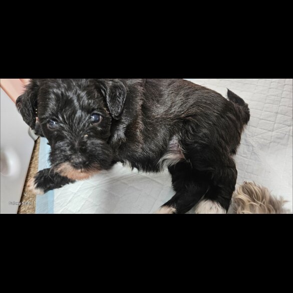 Schnoodle - Both