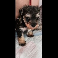 Schnoodle - Both