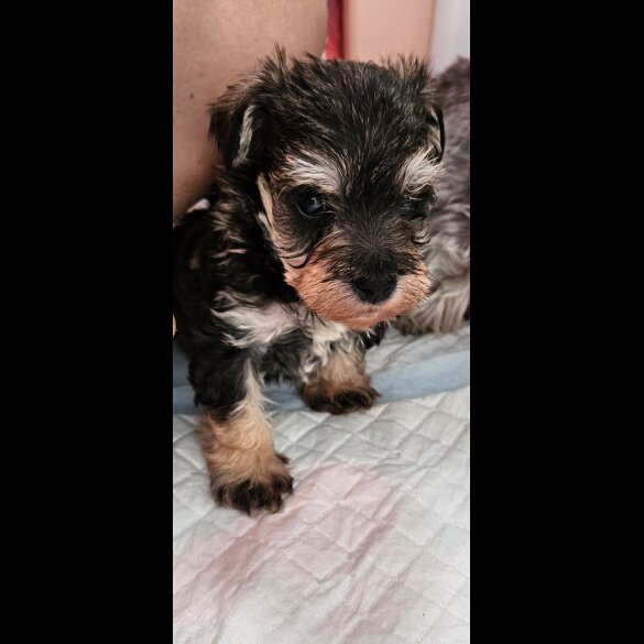 Schnoodle - Both