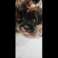 Schnoodle - Both