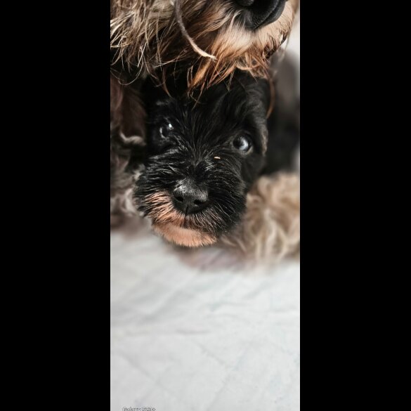 Schnoodle - Both