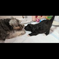 Schnoodle - Both