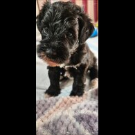 Schnoodle - Both