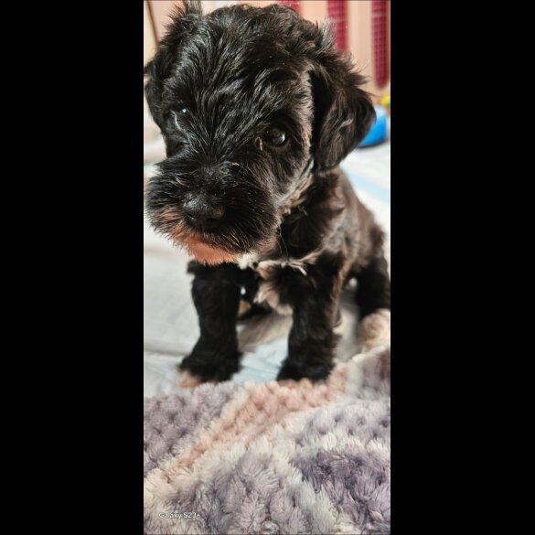 Schnoodle - Both