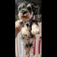 Schnoodle - Both