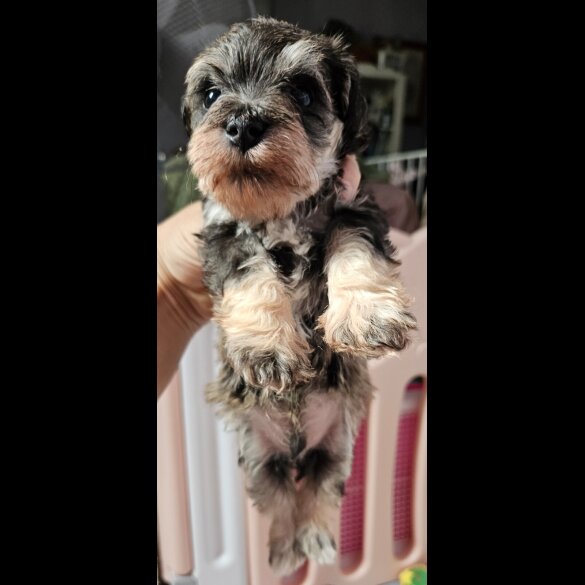Schnoodle - Both