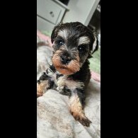 Schnoodle - Both