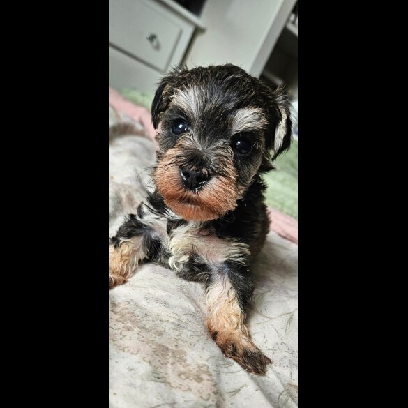 Schnoodle - Both