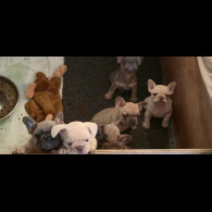 French Bulldog - Both