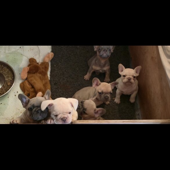 French Bulldog - Both