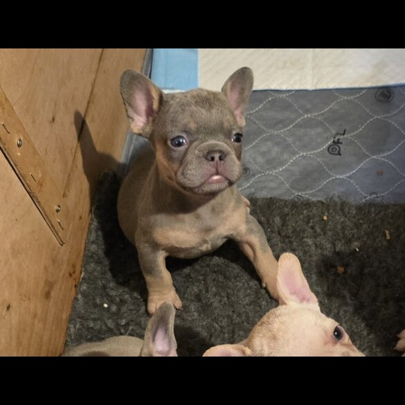 French Bulldog - Both