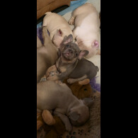 French Bulldog - Both