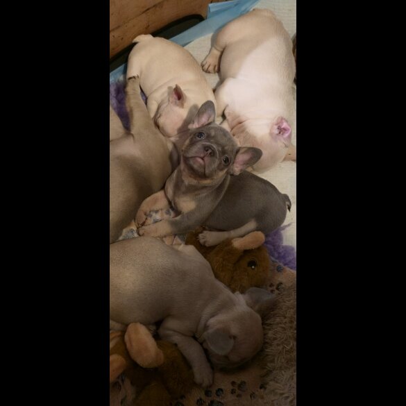 French Bulldog - Both