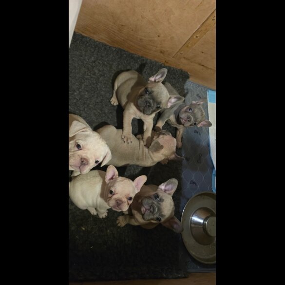 French Bulldog - Both