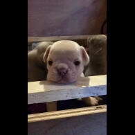 French Bulldog - Both