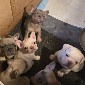 French Bulldog - Both