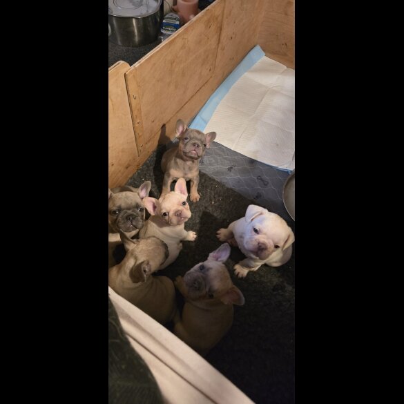 French Bulldog - Both