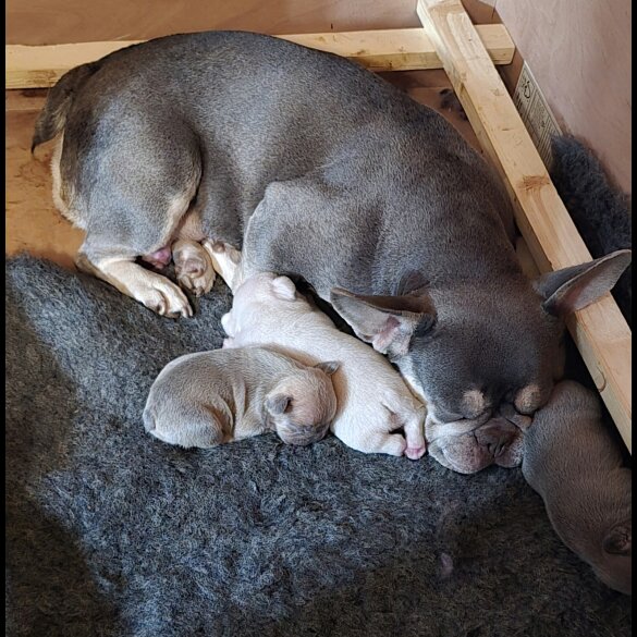 French Bulldog - Both
