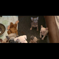 French Bulldog - Both