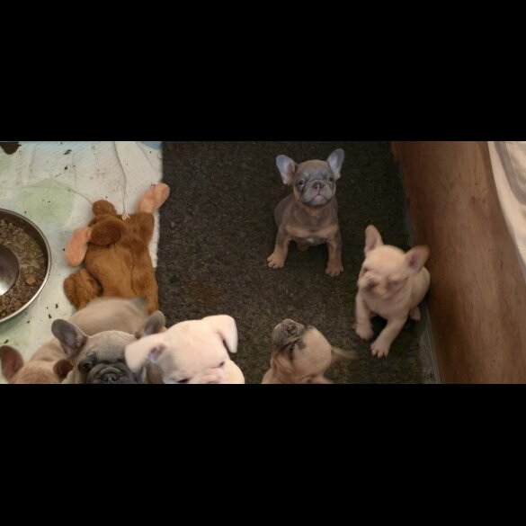 French Bulldog - Both