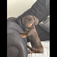 Dachshund (Standard &amp; Miniature) - Bitches