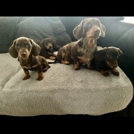 Dachshund (Standard &amp; Miniature) - Bitches