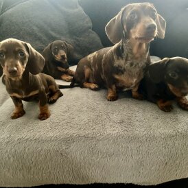 Dachshund (Standard &amp; Miniature) - Bitches