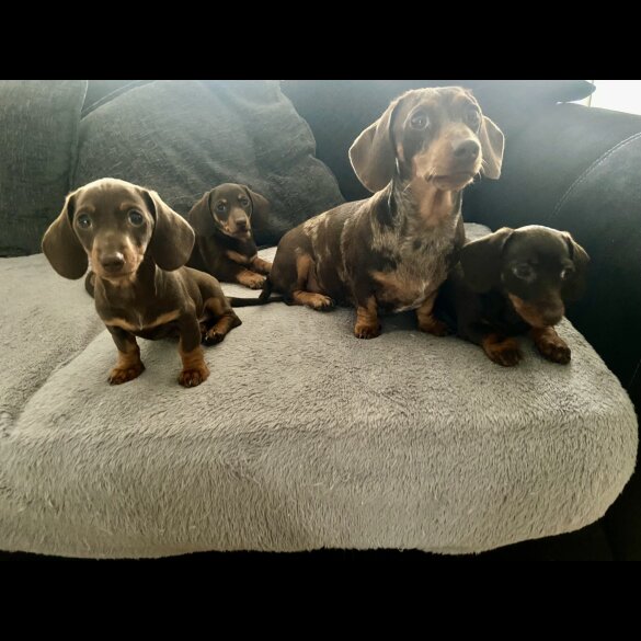 Dachshund (Standard &amp; Miniature) - Bitches