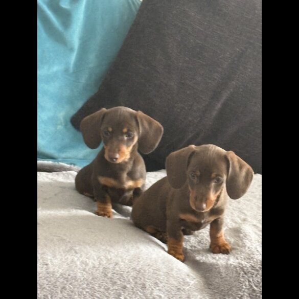 Dachshund (Standard &amp; Miniature) - Bitches