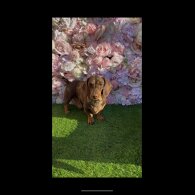 Dachshund (Standard &amp; Miniature) - Bitches