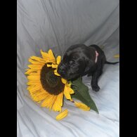 Great Dane - Both
