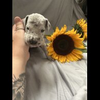 Great Dane - Both