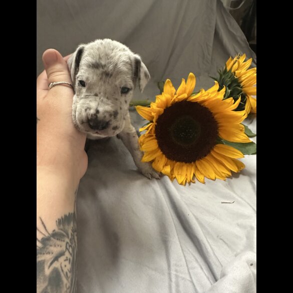 Great Dane - Both