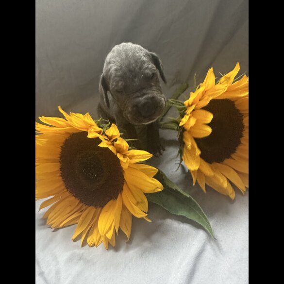 Great Dane - Both