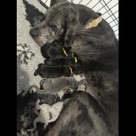 Great Dane - Both