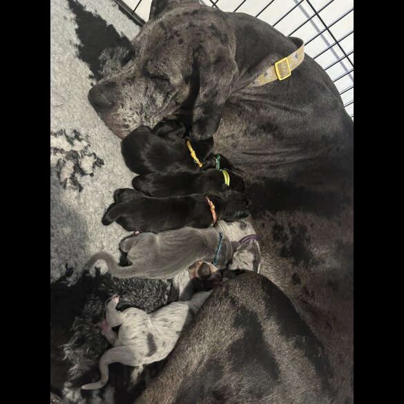 Great Dane - Both
