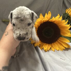 Great Dane - Both