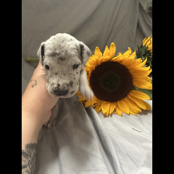 Great Dane - Both