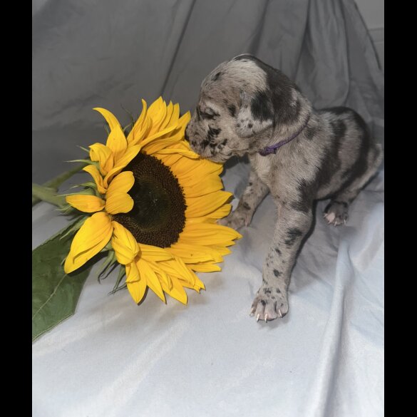 Great Dane - Both