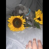 Great Dane - Both