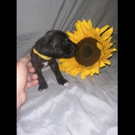 Great Dane - Both