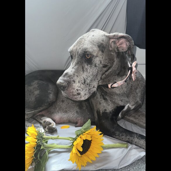 Great Dane - Both