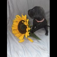 Great Dane - Both
