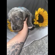 Great Dane - Both